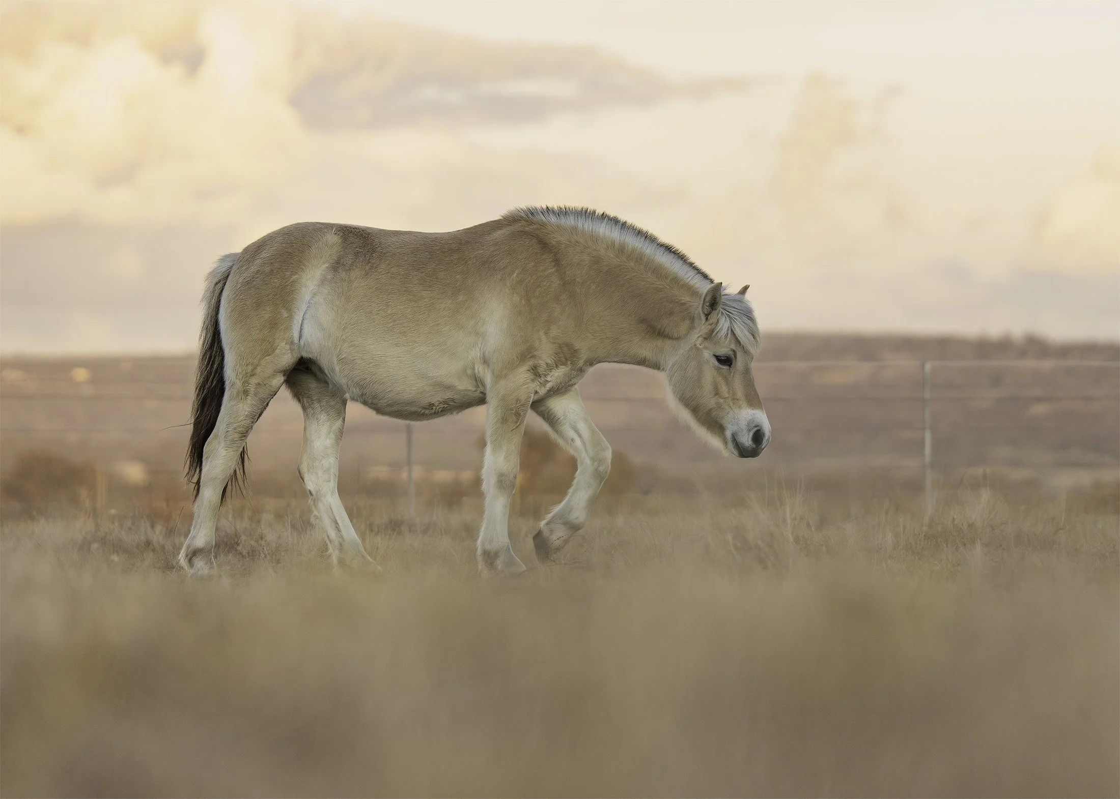 A small tan and white pony with a mane grazing in a grassy field at sunset.