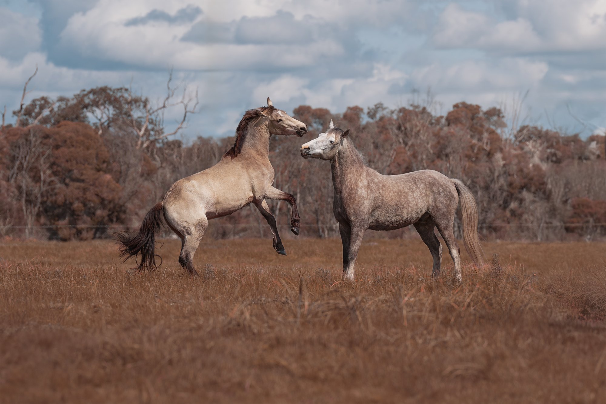 Cristo and Memphis Playing  social.jpg