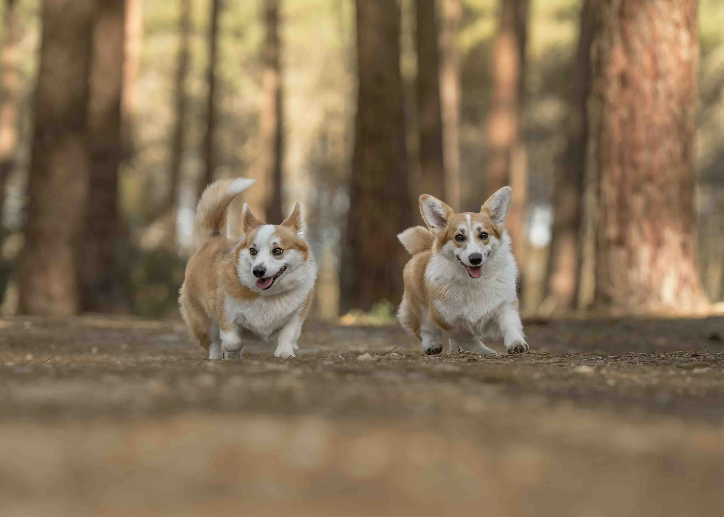 Two Pembroke Welsh Corgis photographed by Chelsea Lou Photography in The Pines, in Gnangara, WA