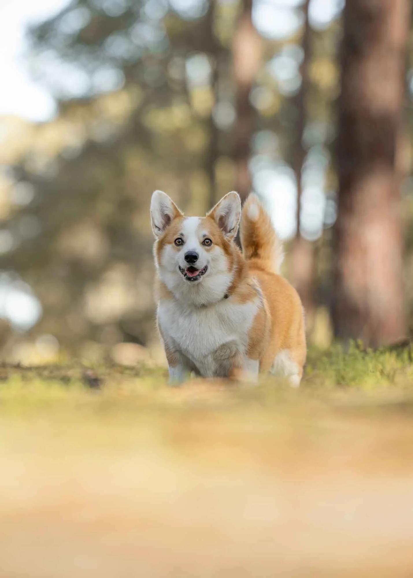 A happy dog with tan and white fur running outdoors in a wooded area with blurred trees in the background.