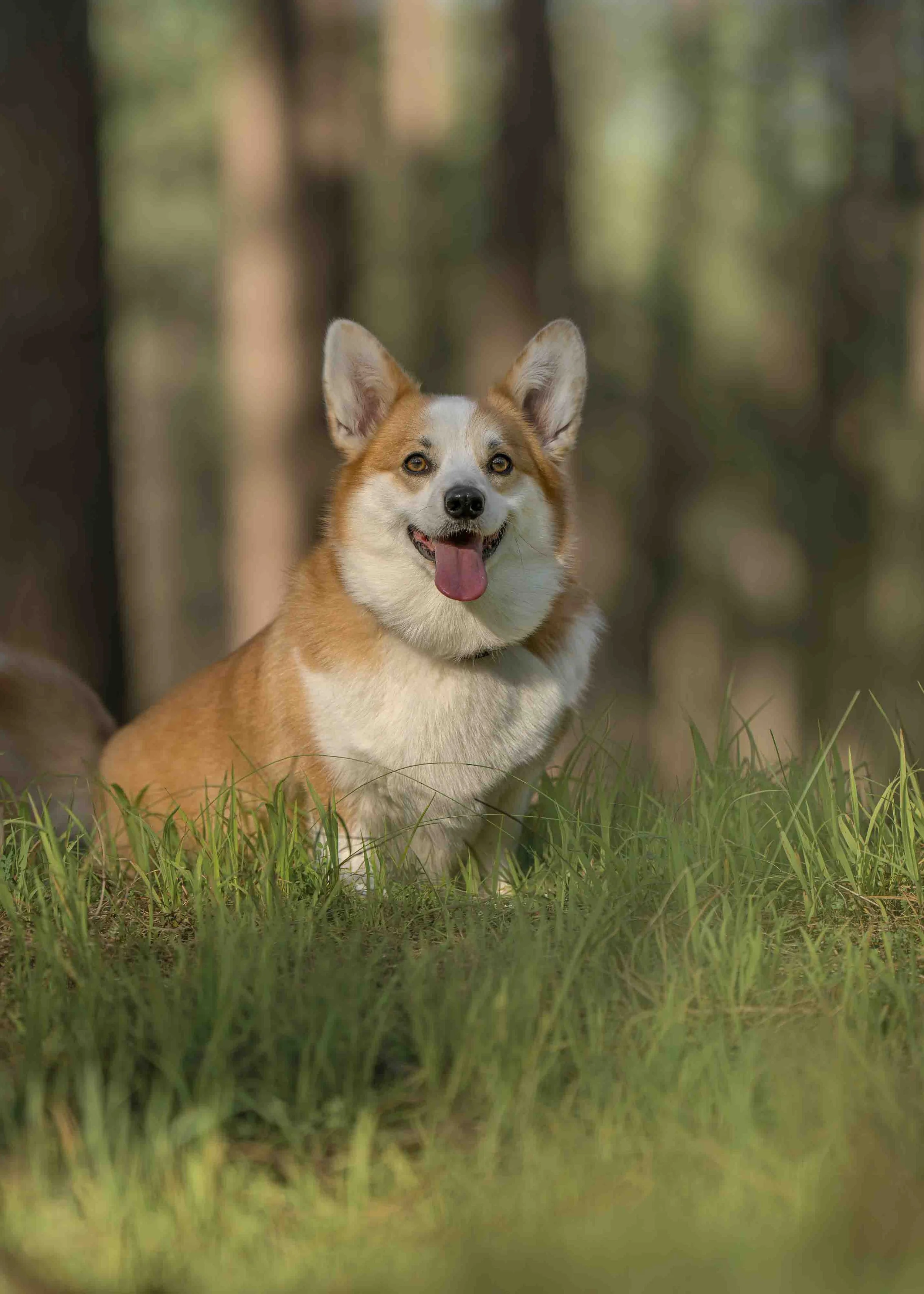 A Pembroke Welsh Corgi photographed by Chelsea Lou Photography in The Pines, in Gnangara, WA
