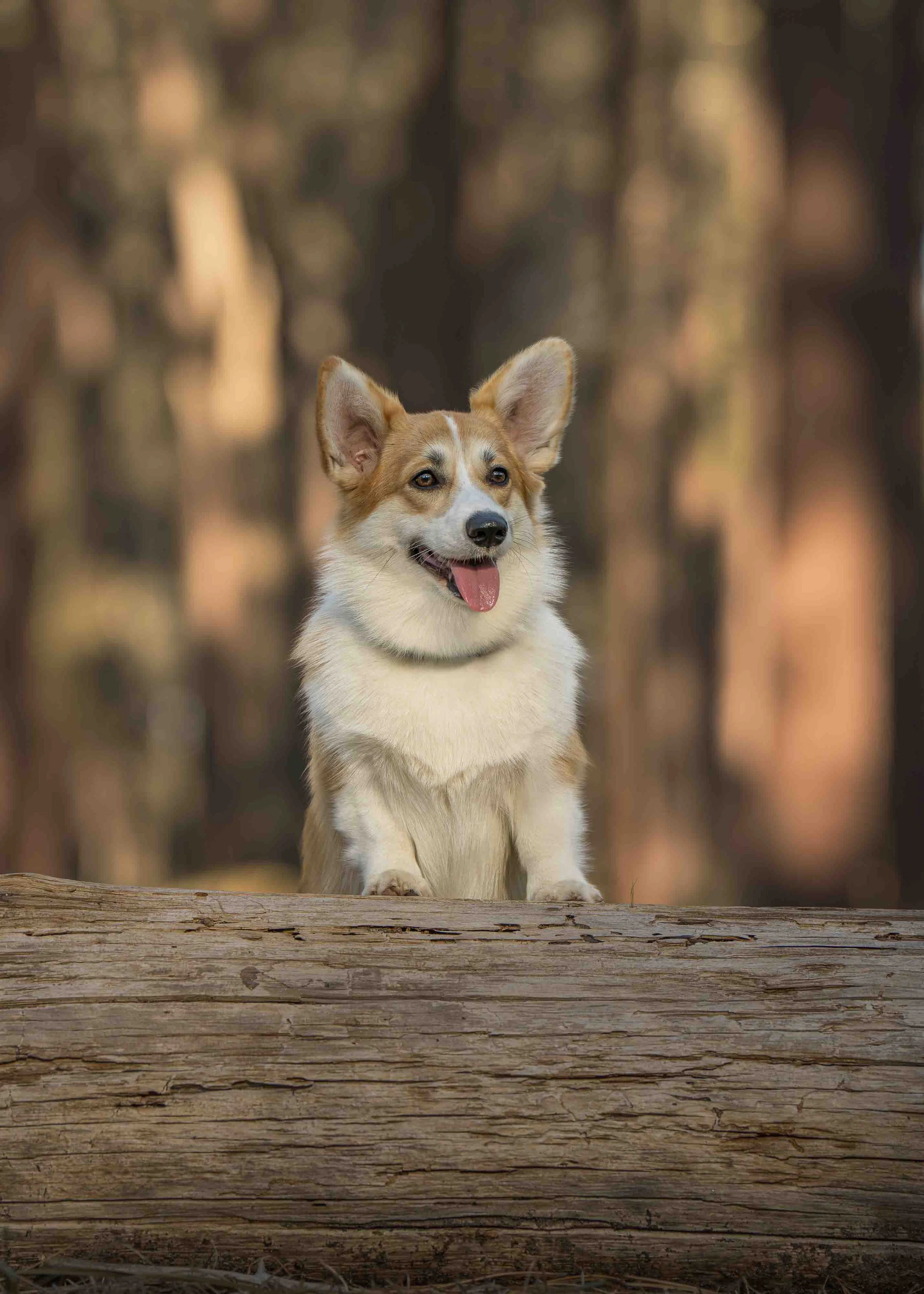 A Pembroke Welsh Corgi photographed by Chelsea Lou Photography in The Pines, in Gnangara, WA