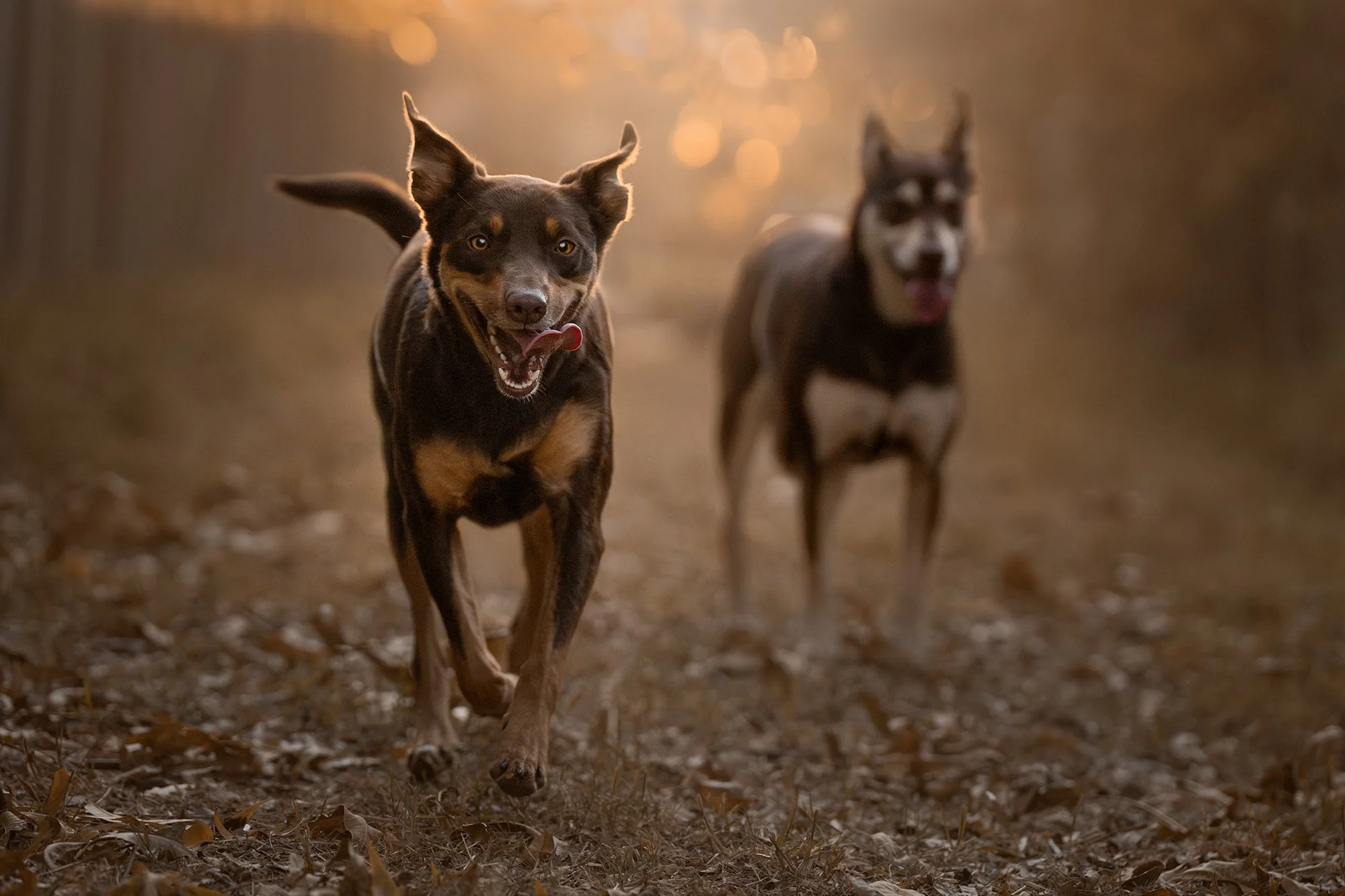 Two Australian kelpies photographed at golden hour in Perth, WA