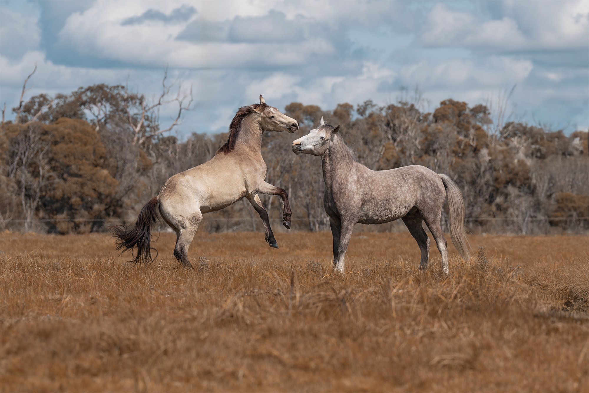 two young horses photographed playing in a meadow in the Swan Valley, WA