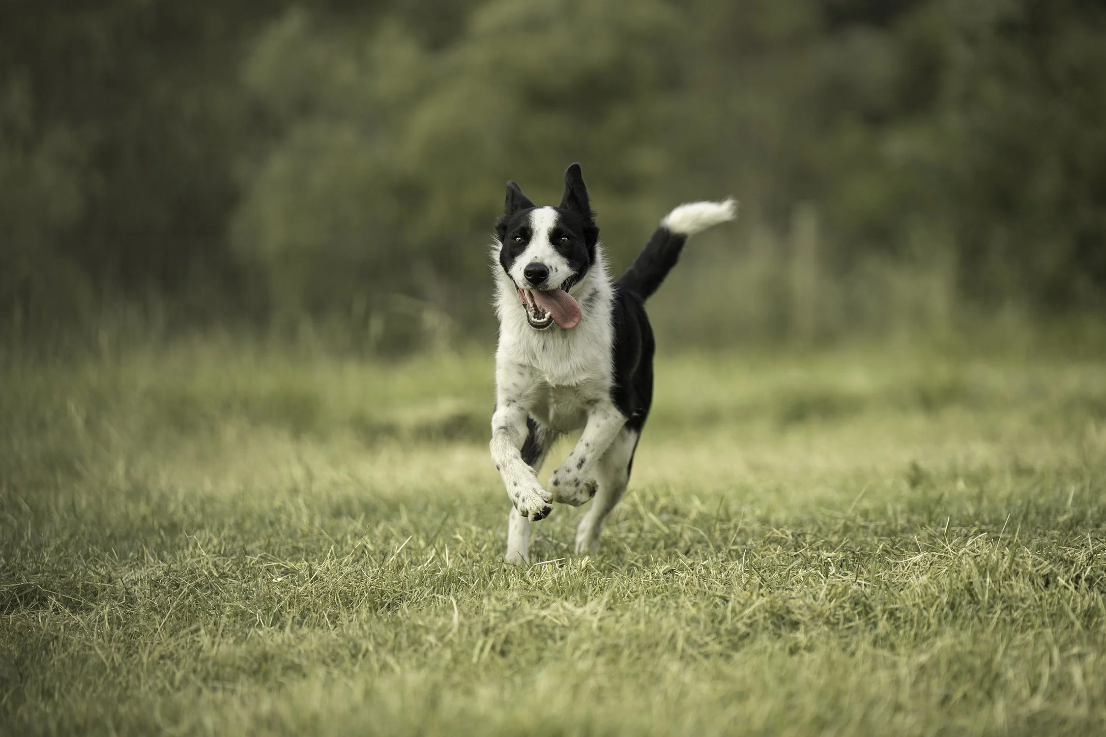 A black and white dog running on grass in a field with a blurred green background.