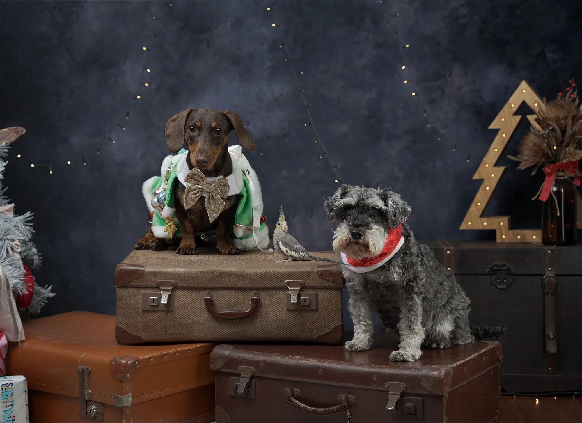 christmas pets .jpg