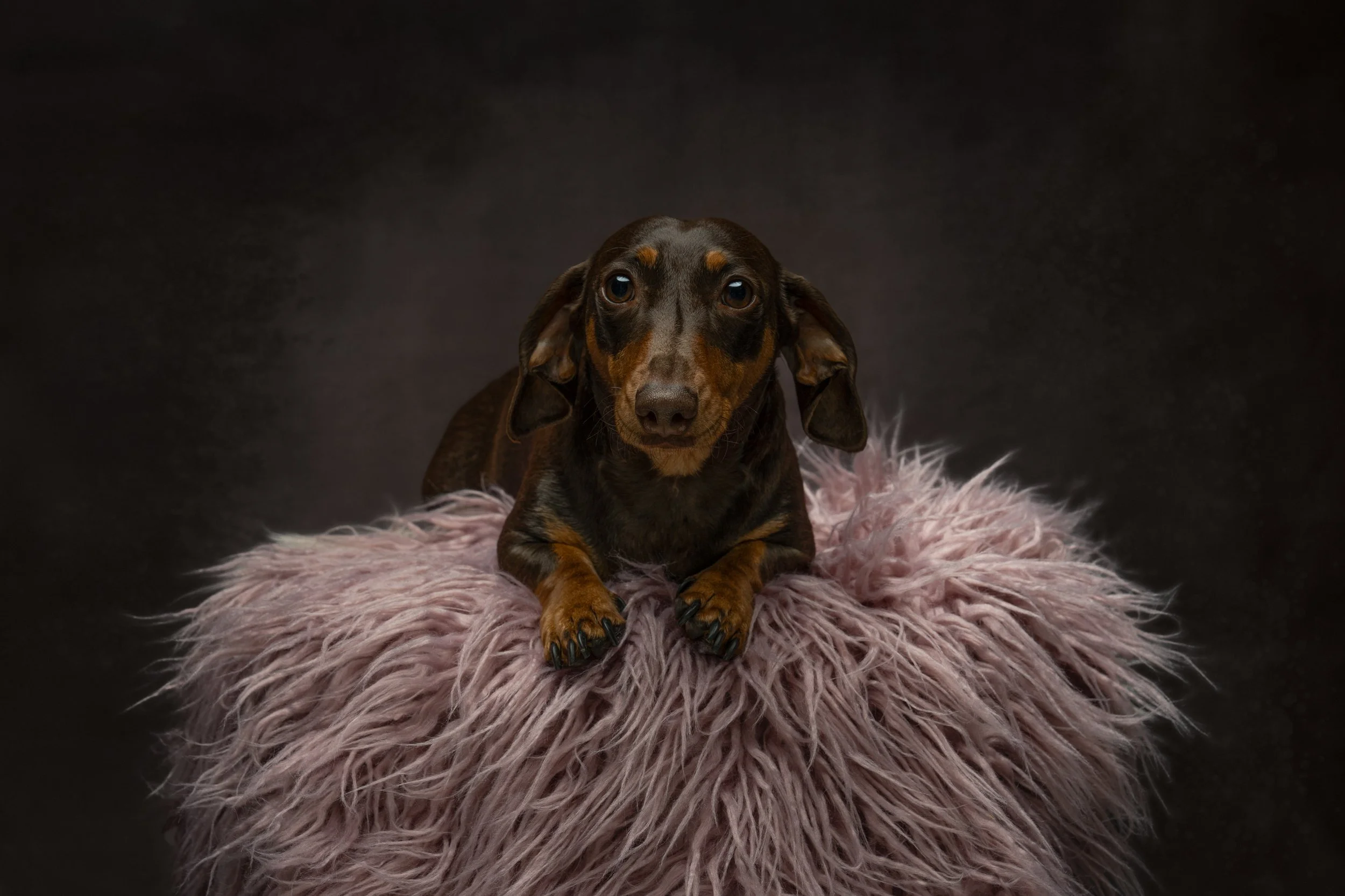 A Brown Mini Dachshund dog, photographed lying on a rug in studio, in Swan Valley, WA