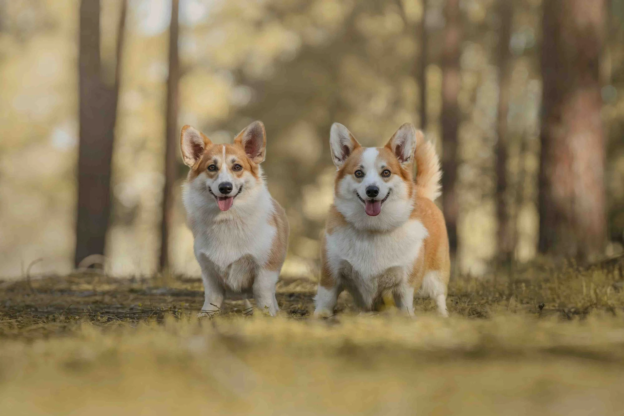 Two Pembroke Welsh Corgis photographed by Chelsea Lou Photography in The Pines, in Gnangara, WA
