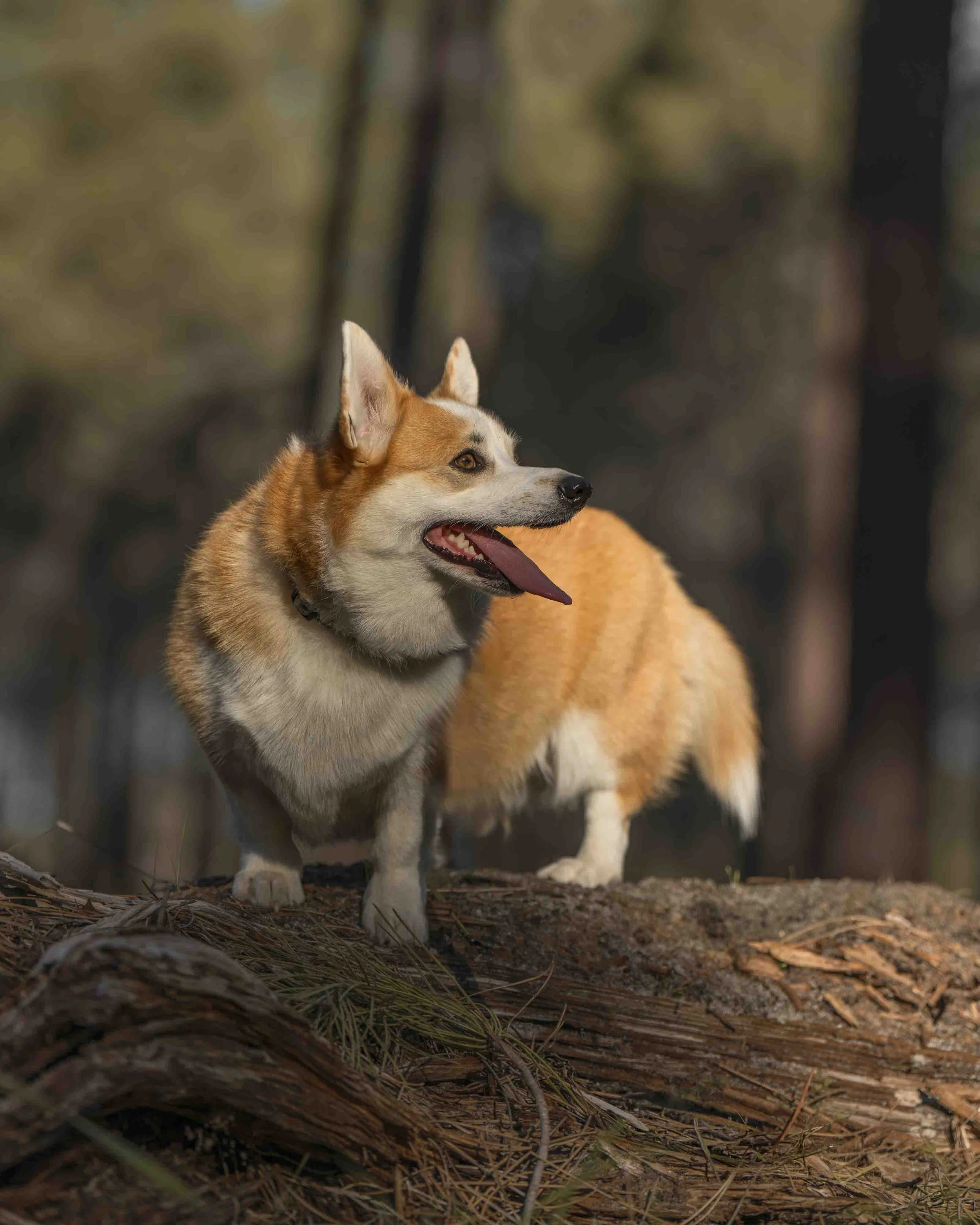 A Pembroke Welsh Corgi photographed by Chelsea Lou Photography in The Pines, in Gnangara, WA
