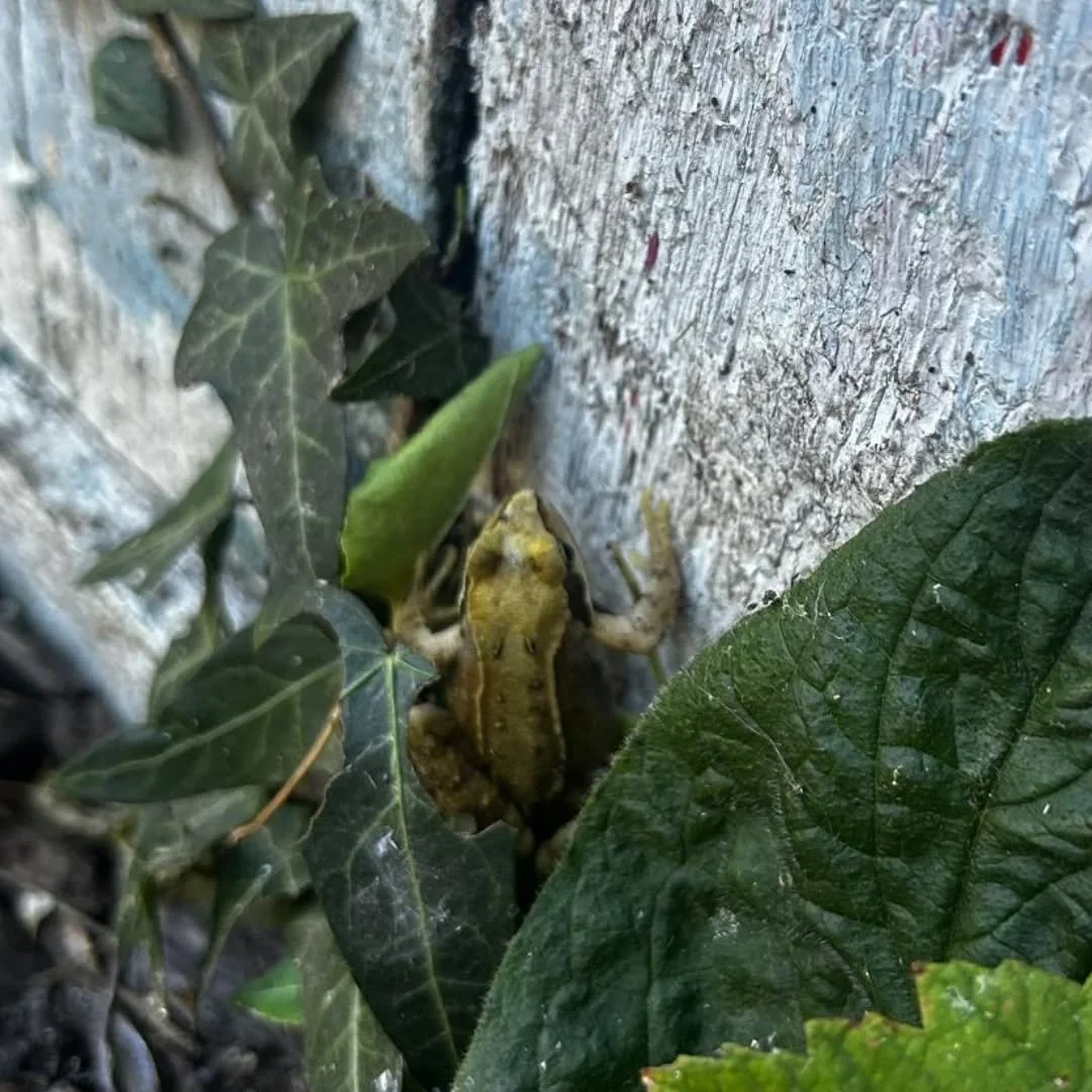 Thrilling moment for #natureclub last week as a frog emerged from our greenery! 🐸

Triangle - loved by children and amphibians! Not to mention our wonderful birds and insects and foxes and even a pheasant once 🪱🦜🦊
