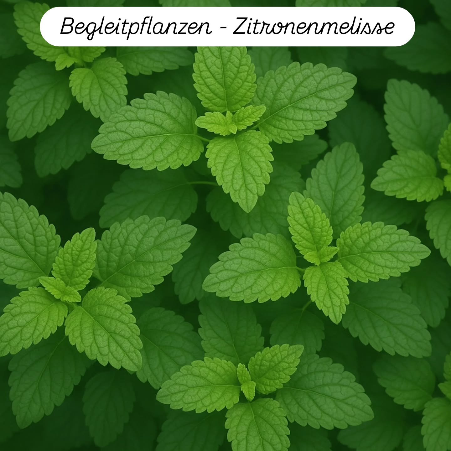 Diese Pflanze ist eine wertvolle Bereicherung f&uuml;r jede nat&uuml;rliche Hausapotheke. Aufgrund ihres angenehmen Aromas eignet sich die Zitronenmelisse hervorragend, um Deine Pl&auml;ne im Verborgenen zu halten. Dar&uuml;ber hinaus bietet sie viel