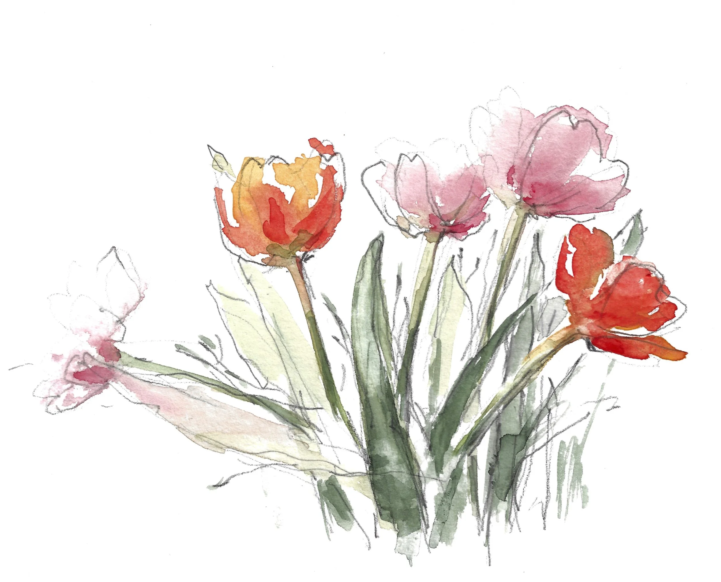 Tulip.jpg