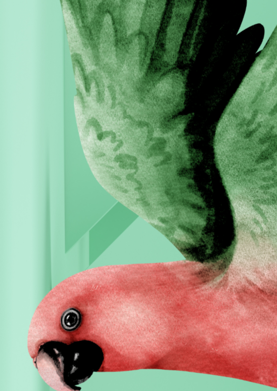 Parrot Bird Flight Wall Art Print - Sydney Artist, Eternal Art & Design - Eternal Art & Design