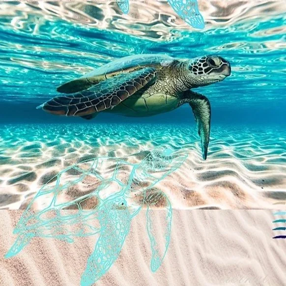 An underwater view of a sea turtle swimming over sandy ocean floor with a mesh fishing net in the scene.