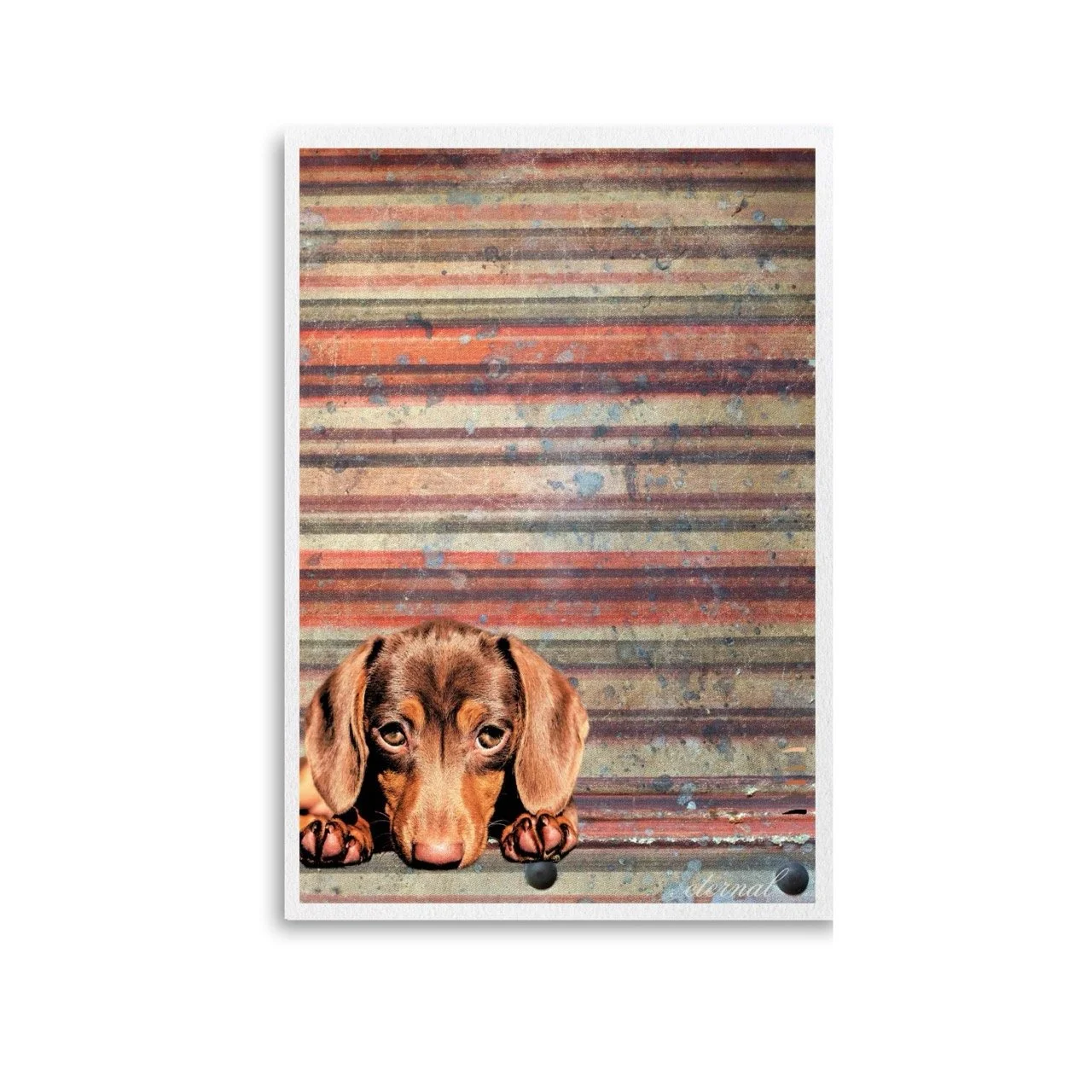 Unframed dachshund print. A10025 Large.jpeg