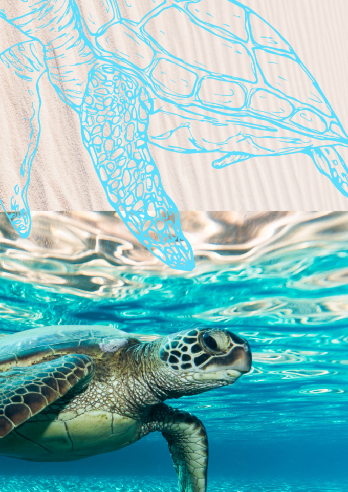 Turtles Ocean & Sand Wall Art Print - Sydney Artist, Eternal Art & Design - Eternal Art & Design