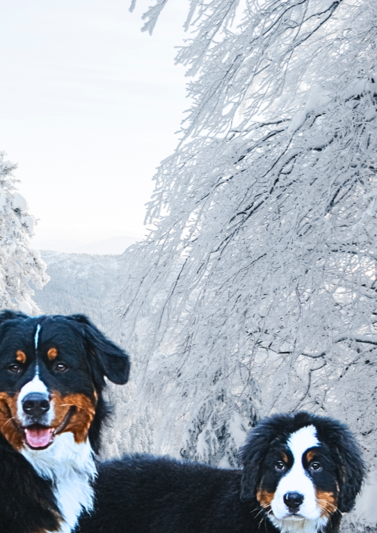 Bernese Mountain Dog Wall Art Print - Sydney Artist, Eternal Art & Design - Eternal Art & Design