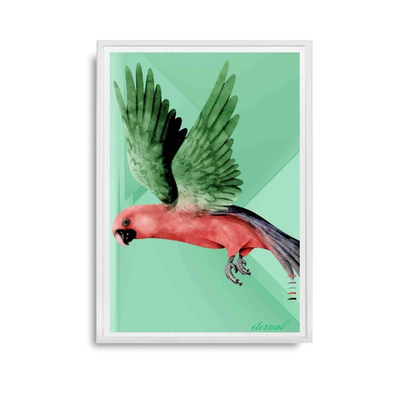 Parrot Bird Flight Wall Art Print - Sydney Artist, Eternal Art Prints - Eternal Art & Design