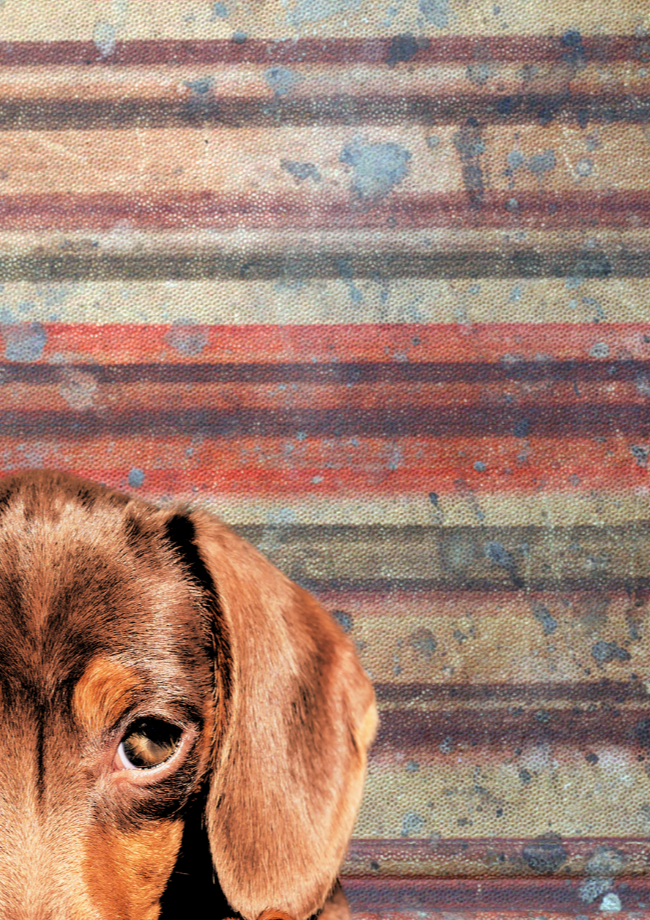 Dachshund Dog Wall Art Print - Sydney Artist, Eternal Art & Design - Eternal Art & Design