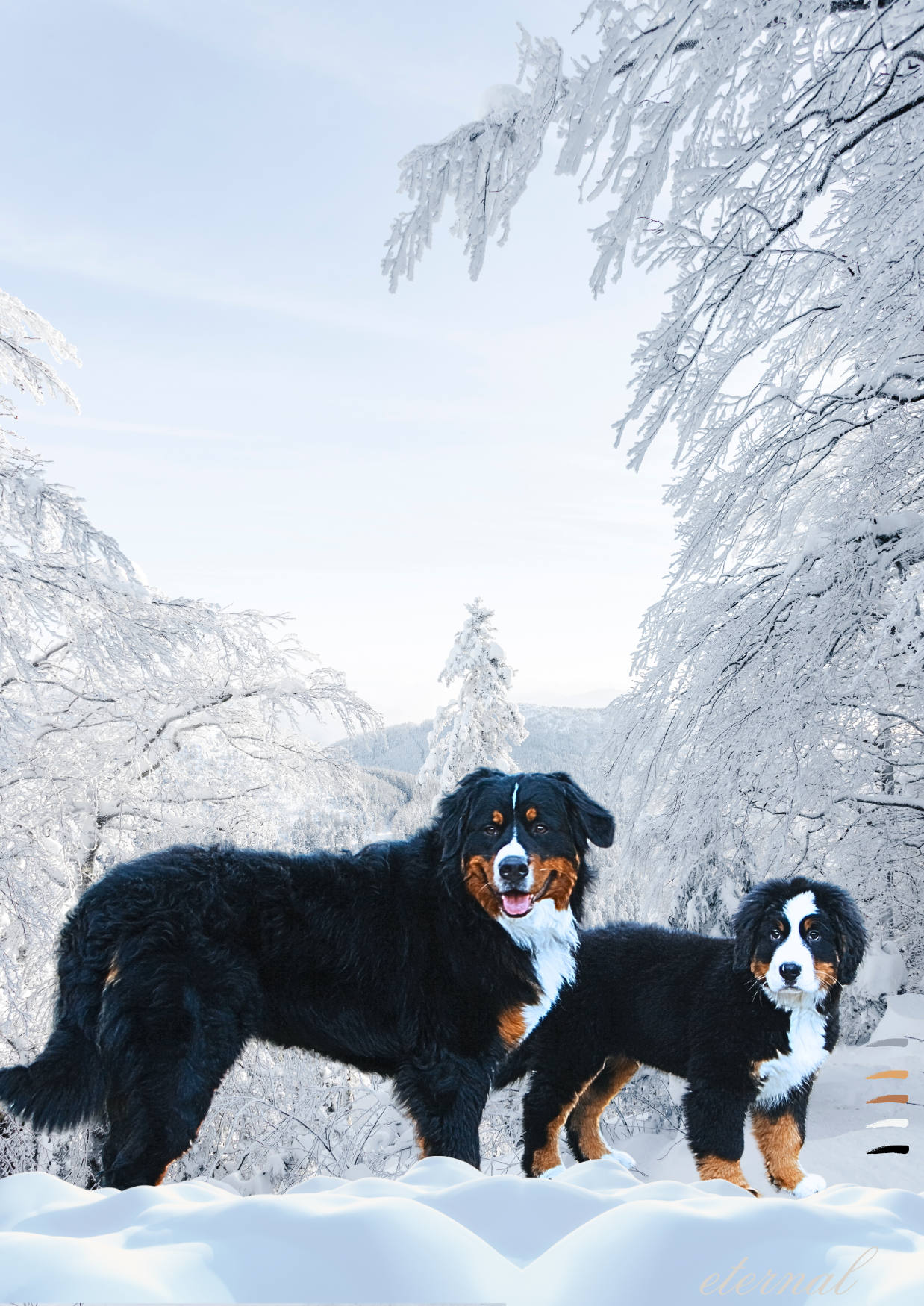 Bernese Mountain Dog Wall Art Print - Sydney Artist, Eternal Art Prints