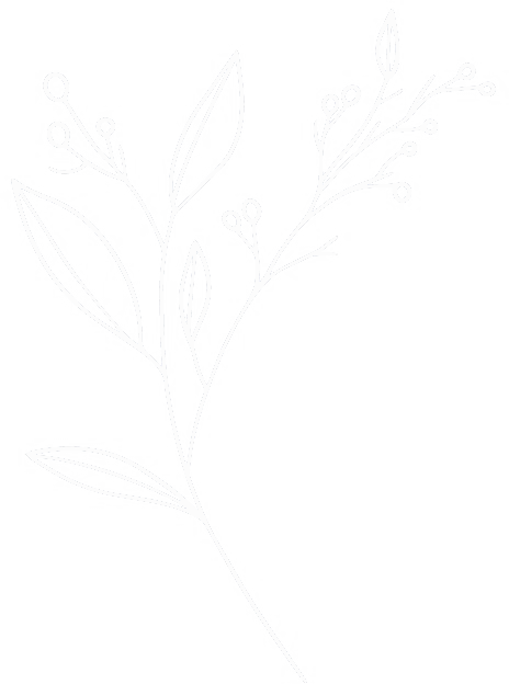 Dessin d'une plante séchée qui compose les créations végétales en plantes stabilisées