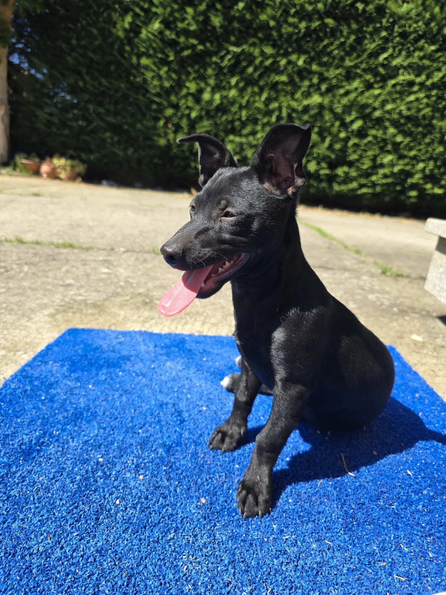 MIMI (Happyend Italien) 