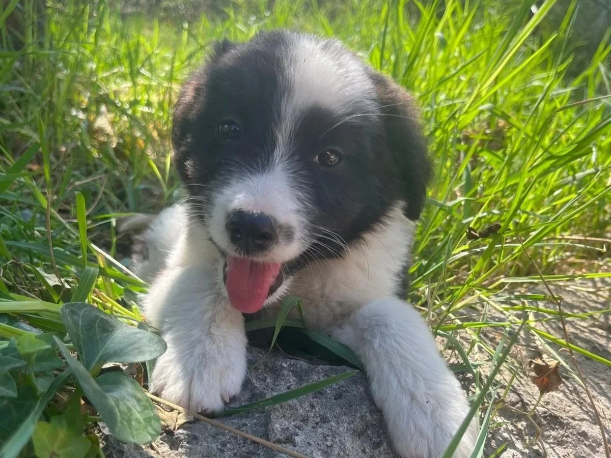 NAHLA