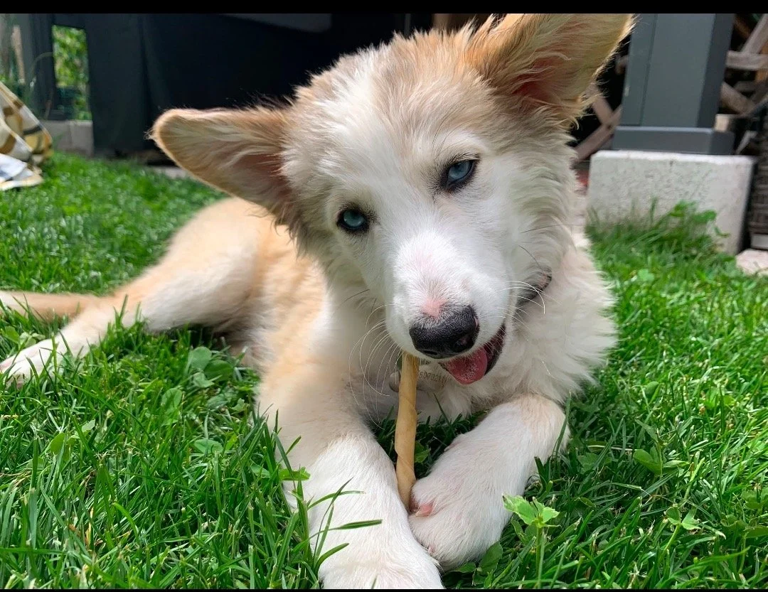 BELLA