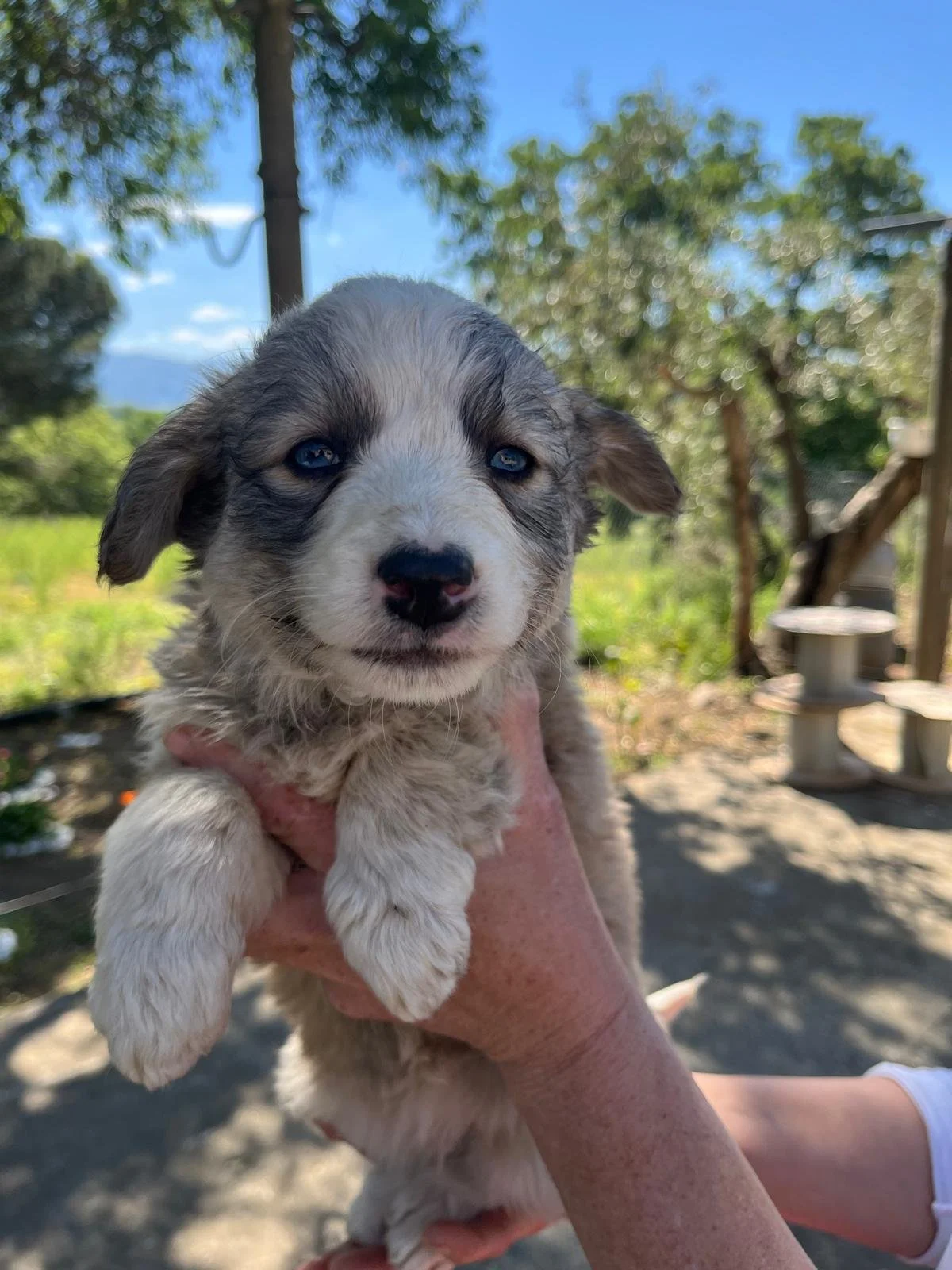 BELLA