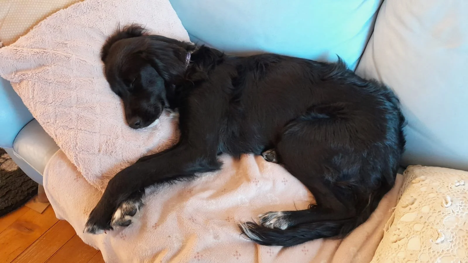 ELSA