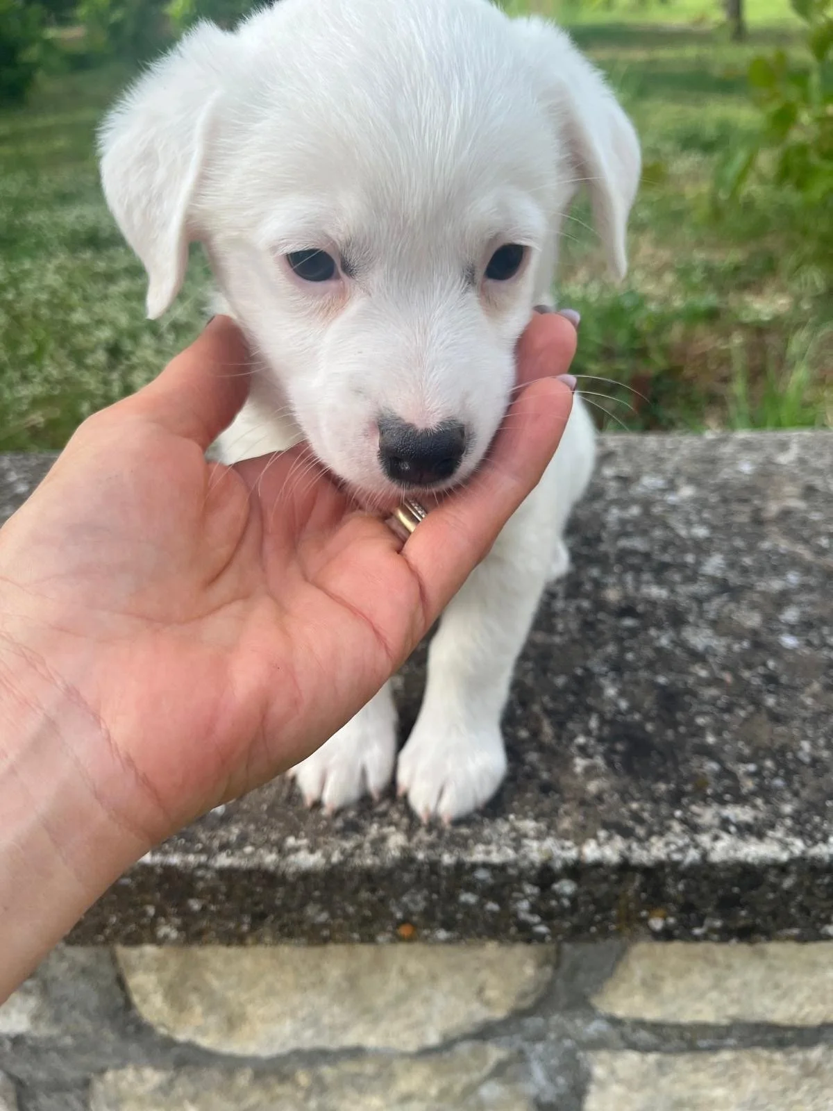 DANDY  (reserviert)