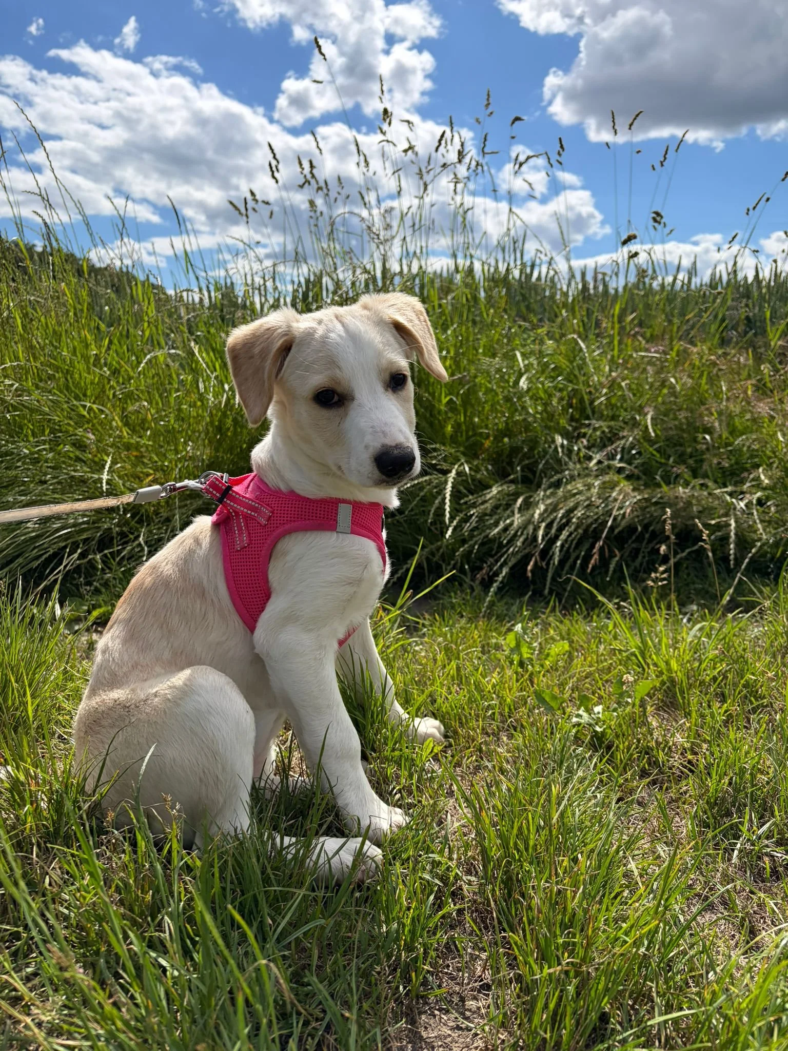 BETTY