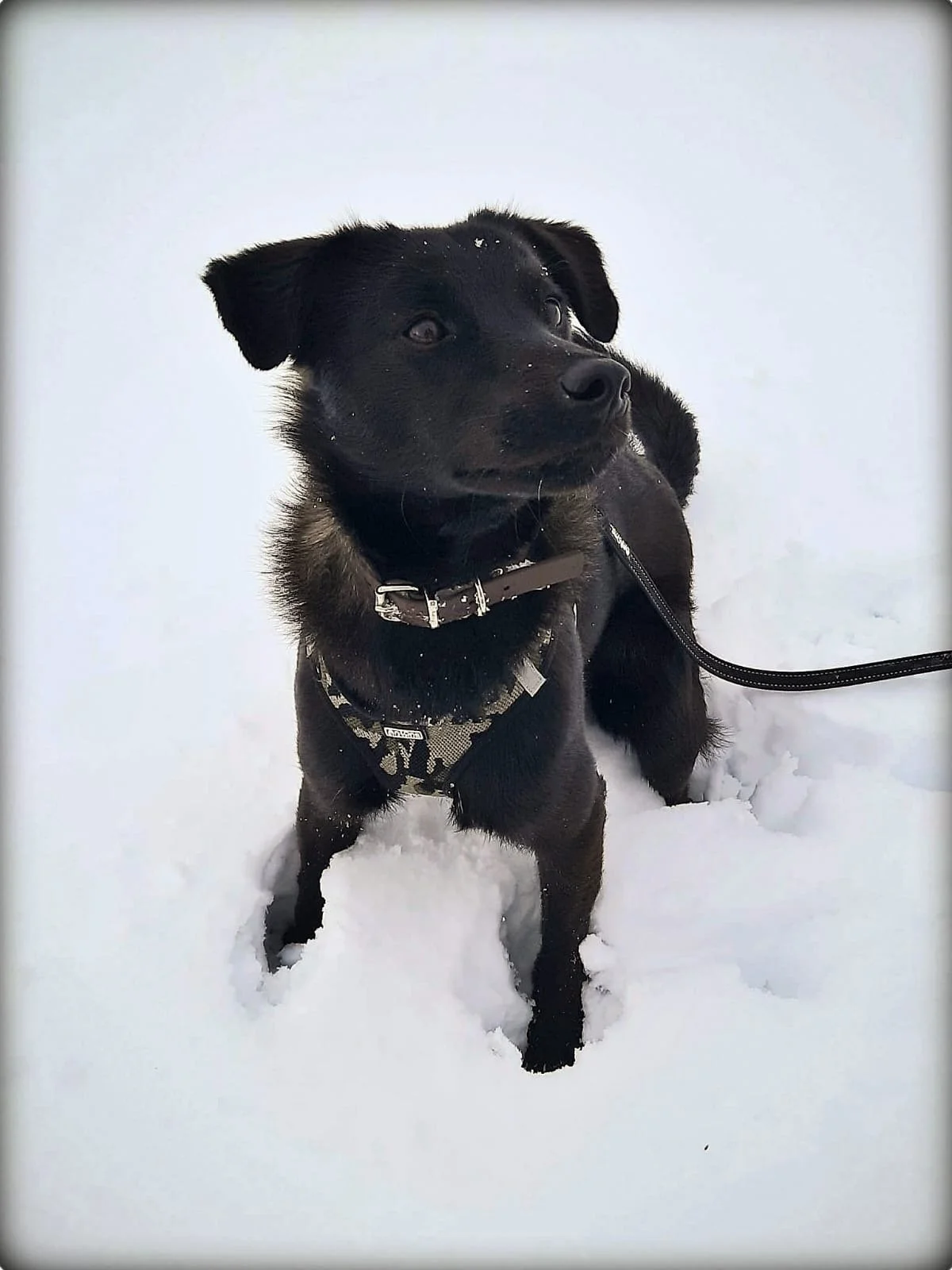 AJKO