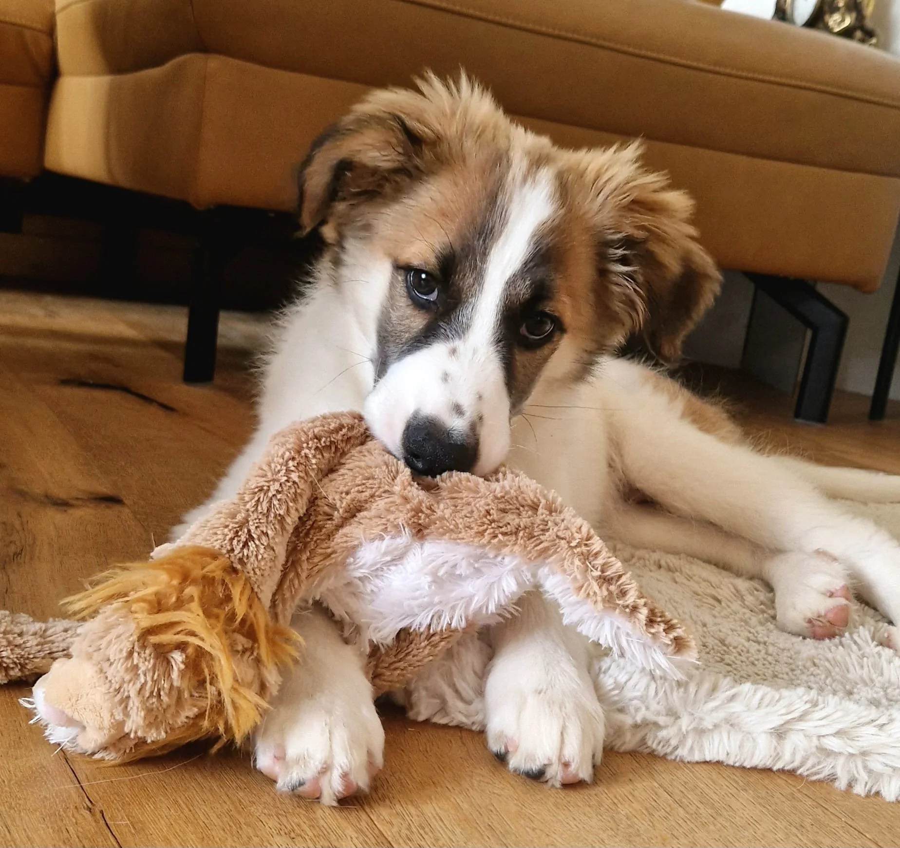 BENJI