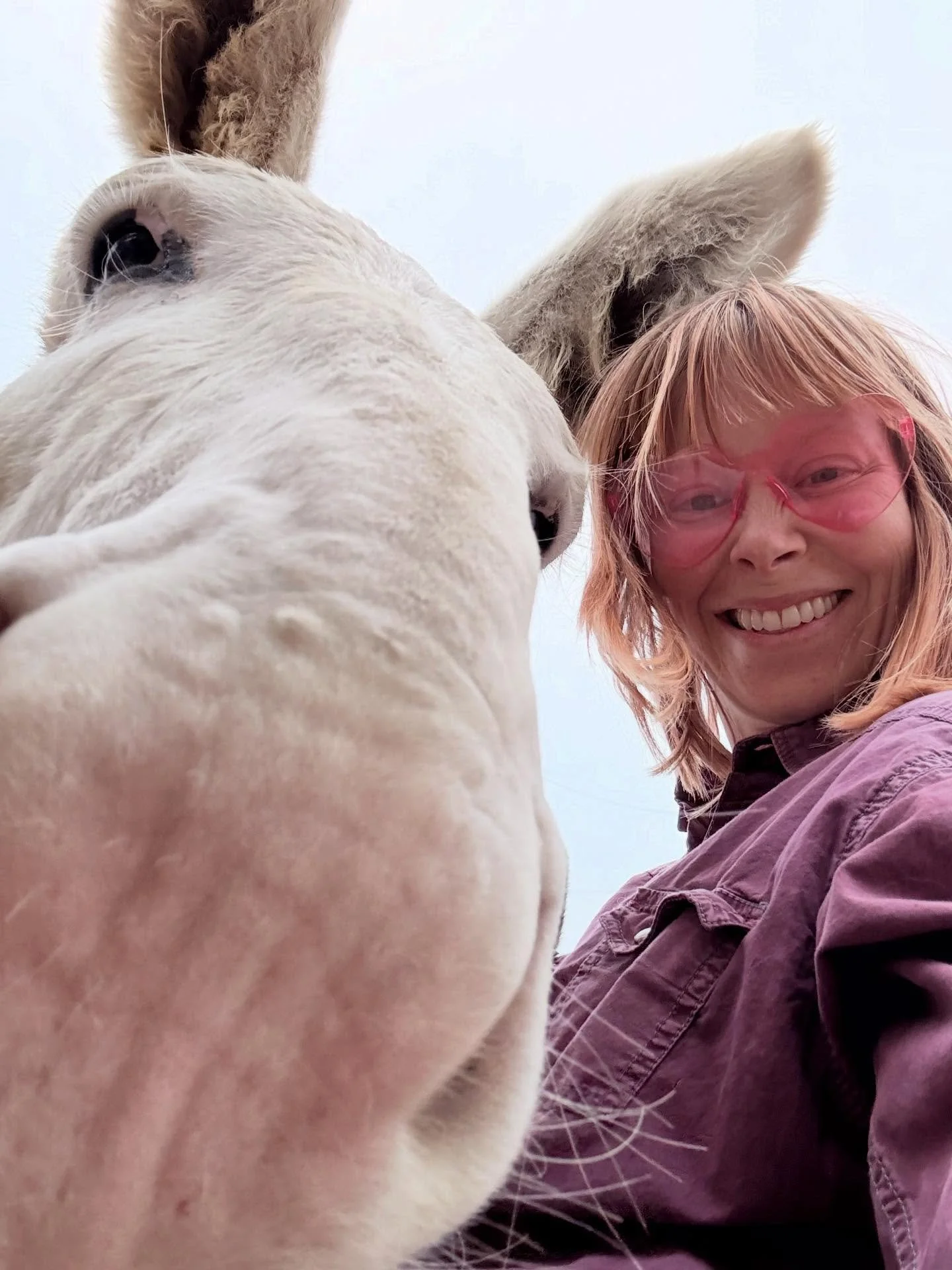 ✨Limited tickets available for our sound healing and Reiki experience with the donkeys! Delicious fajita dinner included. Snuggle a donkey and watch them take in the good vibrations provided by @kylieebersole and myself. It&rsquo;ll be on a private r