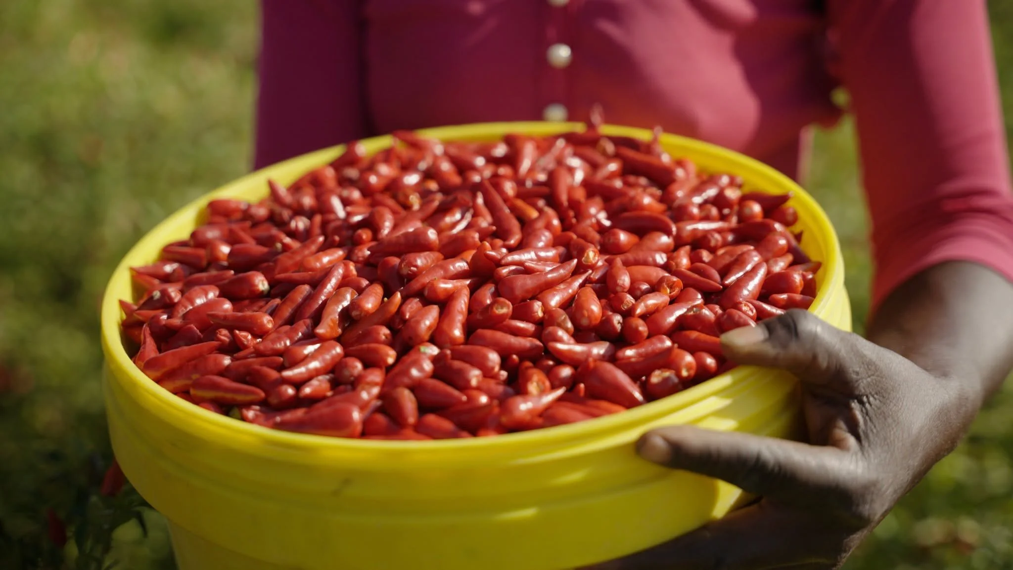 🌶 What we&rsquo;ve been up to this season

As we head into our 8th year, the chilli fields across Zimbabwe are busy. Bird&rsquo;s Eye, peri-peri, and cayenne are in the ground &mdash; each meeting growing demand from both local and international mar