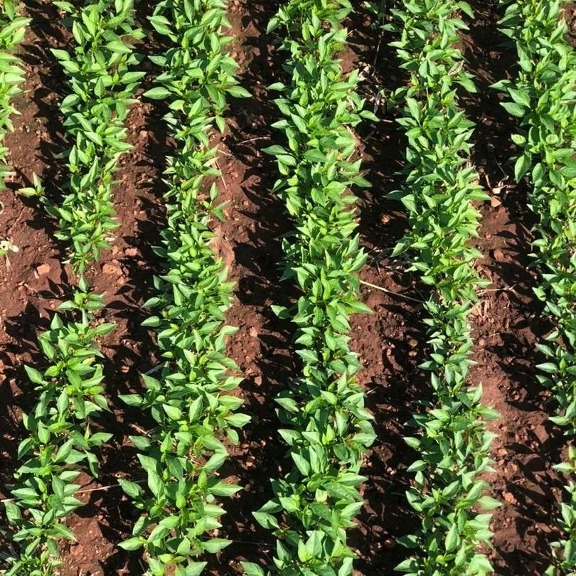 🌱 New season, new beginnings.
From nursery to fields - our farmers are getting ready to plant the chillies that fuel the 2025&ndash;26 harvest.

#Kacholo #ChilliFarming #NewSeason