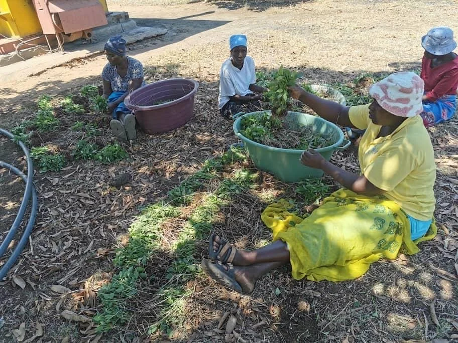 🌱 Every seedling is counted.
Farmers only pay for what they actually collect - no more, no less.
We handle nursery management and germination to ensure a fair and reliable start for everyone.
Because transparency builds trust from day one.
#Kacholo 