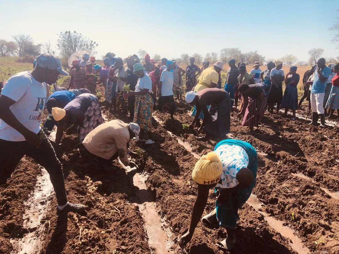 👩🏽&zwj;🌾 Before the planting begins&hellip; Every grower receives training on how to transplant seedlings the right way; reducing field losses and setting them up for success.
Small steps that make big impact 🌶 
#Kacholo #ChilliFarming #FarmTips 