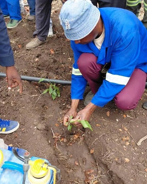 Growing Tip 🌱

When planting seedlings, press the soil firmly to remove air pockets and keep the roots straight.
A bent &ldquo;J-root&rdquo; might grow for a short while, but it won&rsquo;t absorb water properly - leading to weak plants and crop mor