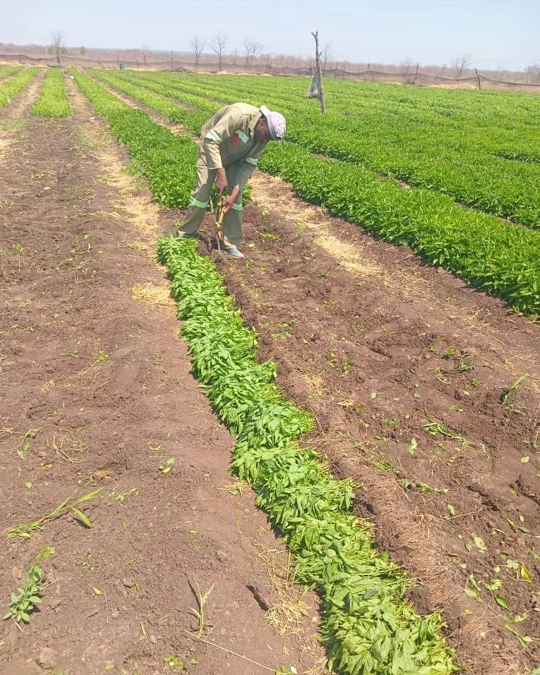 ✂️ Growing Tip
Before transplanting, farmers trim overgrown tap roots - keeping them short and straight to prevent &ldquo;J-rooting.&rdquo;
Why it matters? A bent J-root can&rsquo;t absorb enough water, causing weak plants and crop mortality later on
