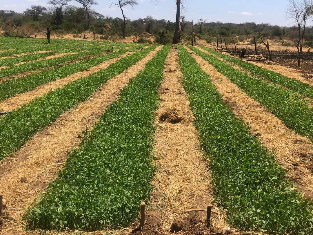🌱 Why we build nurseries on-site:
 ✅ Plant when the weather&rsquo;s right
 ✅ Replace any lost seedlings easily
 ✅ Cut down on transport costs
Simple, smart, farmer-first solutions. 

#Kacholo #ChilliFarming #FarmTips #SmallholderFarmers #ZimbabweAgr