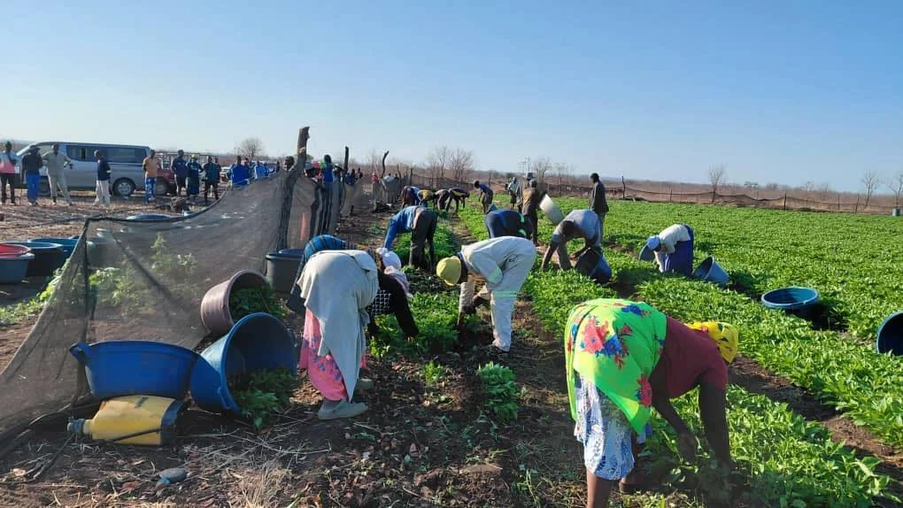 🌱 When growers take part, knowledge stays.
 Our farmers join in during seedbed distribution - building skills and confidence that last long after the season ends.

#Kacholo #ChilliFarming #FarmersFirst #ZimbabweAgriculture #GrowingTogether