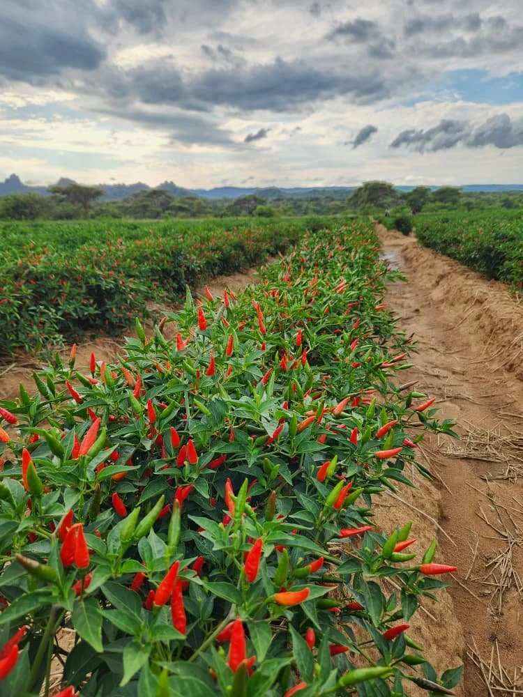 As the year comes to an end, our summer harvest begins.

Farmers are picking the first mature pods.
Early and consistent picking matters.
It drives new pod growth and higher total yields.

#Kacholo #ChilliFarming #ZimbabweAgriculture #GrowingTogether