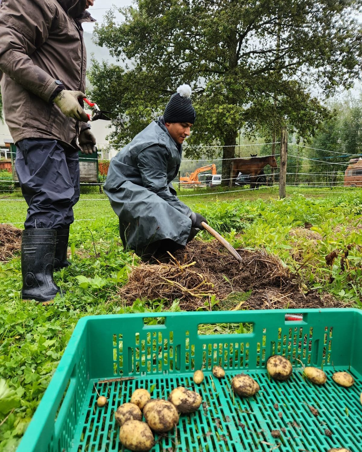 Zwei Personen ernten Kartoffeln auf einem Feld. Eine Person trägt Handschuhe und eine Jacke, während sie sich über das Erdreich bückt. Im Vordergrund befindet sich eine grüne Kiste mit einigen frisch geernteten Kartoffeln. Im Hintergrund sind Bäume u