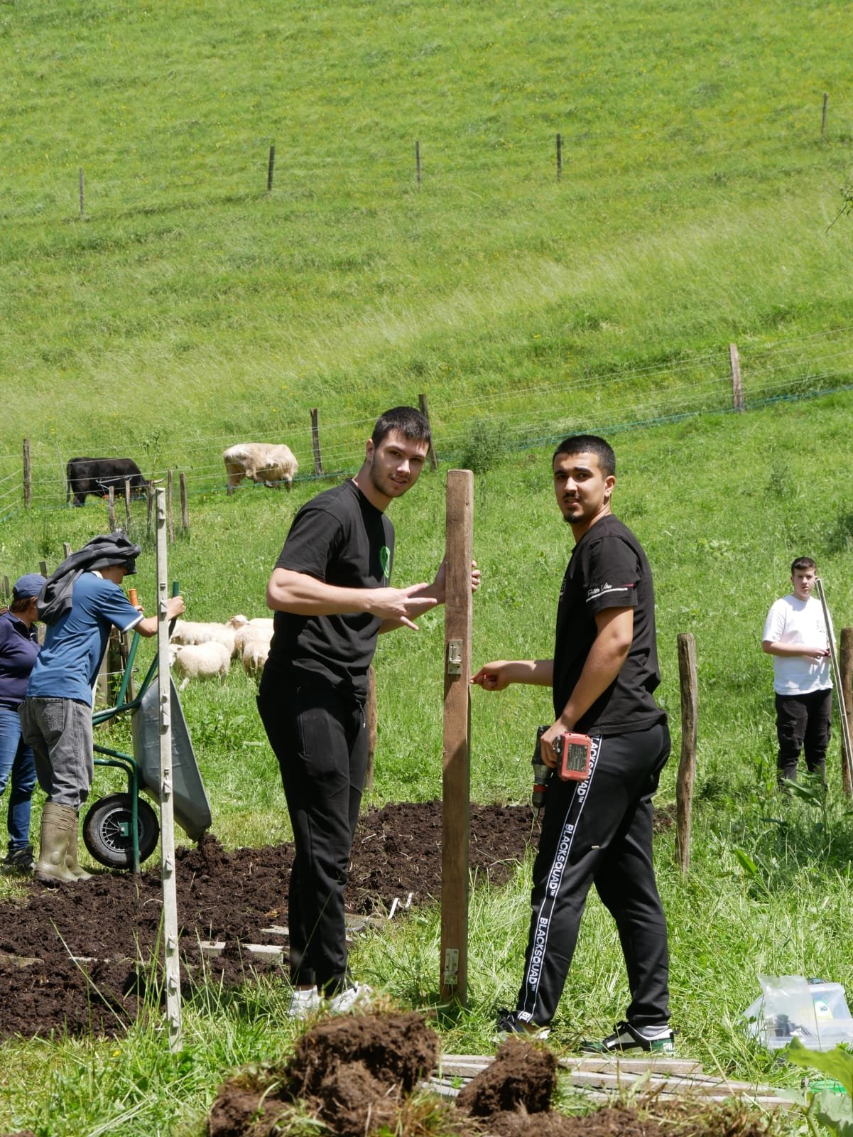 Eine Gruppe von Menschen baut einen Zaun auf einer grünen Wiese auf. Im Hintergrund sind Kühe oder Schafe zu sehen. Einige Personen arbeiten mit Werkzeugen und einer Schubkarre. Es ist ein sonniger Tag.