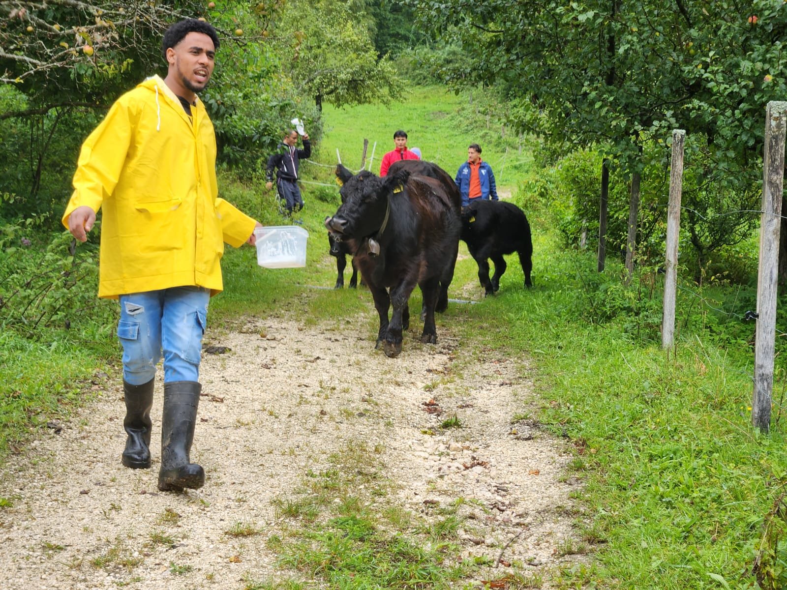 Ein Mann in einer gelben Regenjacke und Gummistiefeln führt eine kleine Gruppe von Kühen auf einem Kiesweg. Im Hintergrund sind weitere Personen zu sehen. Die Szene befindet sich in einer ländlichen, grünen Umgebung mit Bäumen und Wiesen.