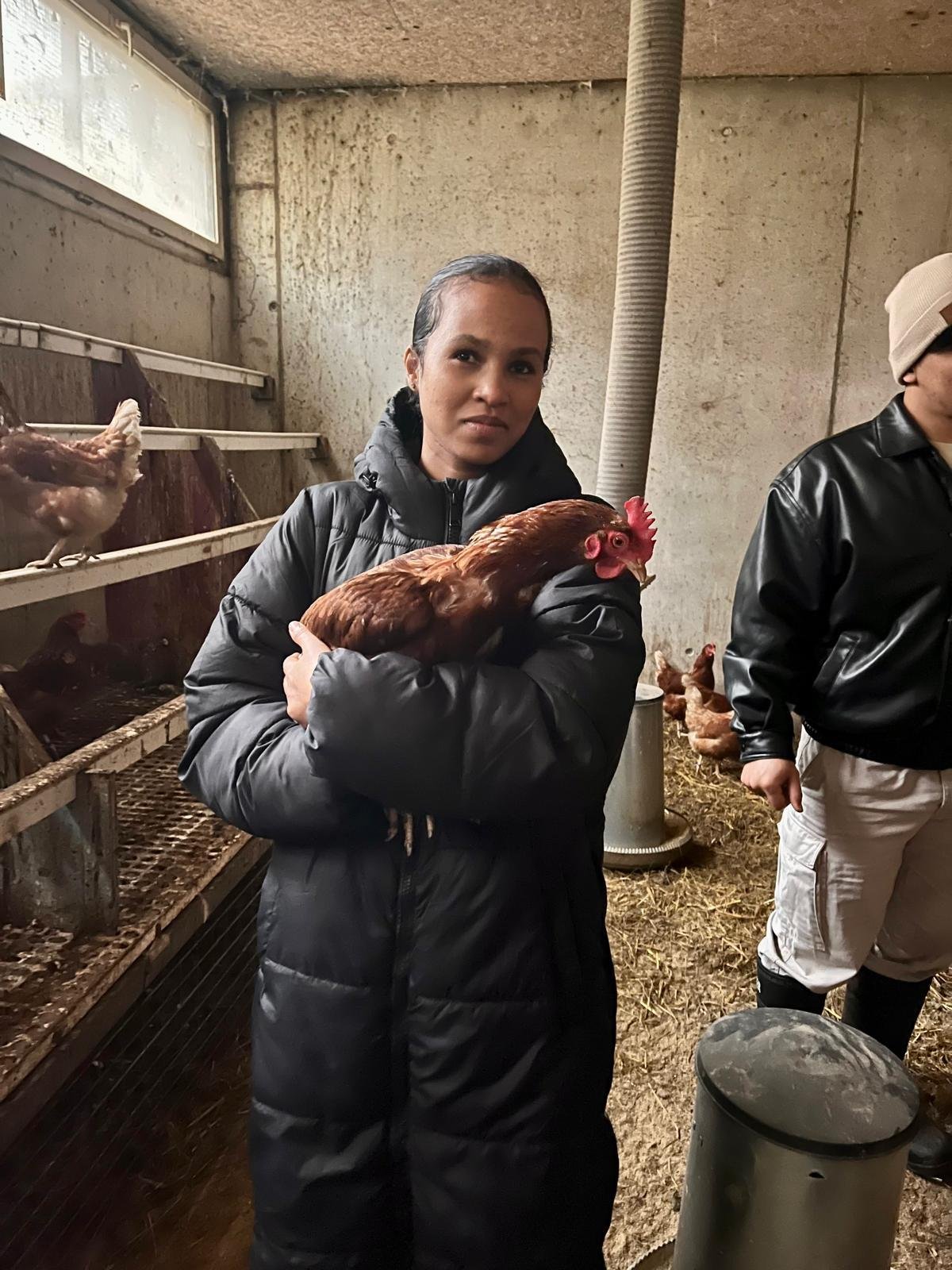 Eine Person hält ein Huhn in einem Hühnerstall.