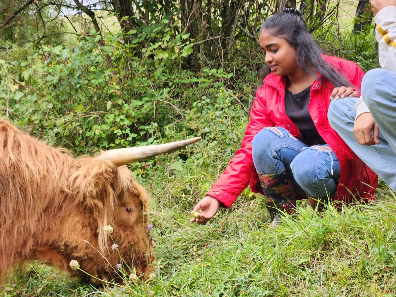 Ein Mädchen in einer roten Jacke hockt draußen und füttert eine schottische Hochlandkuh mit langen Hörnern im Gras. Im Hintergrund sind Sträucher und Bäume zu sehen. Eine weitere Person sitzt neben dem Mädchen, aber nur teilweise sichtbar.