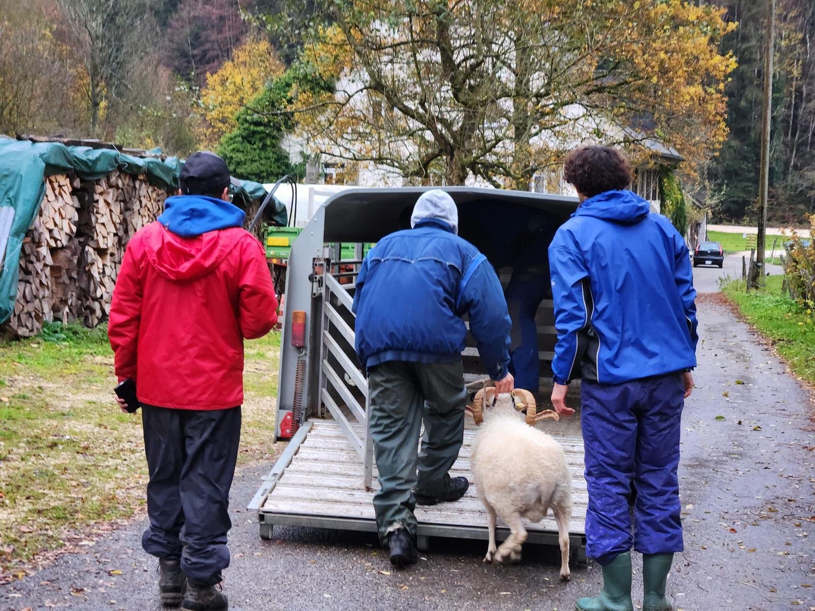 Drei Personen in Regenkleidung führen ein Schaf mit Hörnern in einen Anhänger auf einem ländlichen Hof.